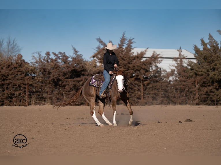 American Quarter Horse Merrie 6 Jaar 152 cm Roodvos in Canyon