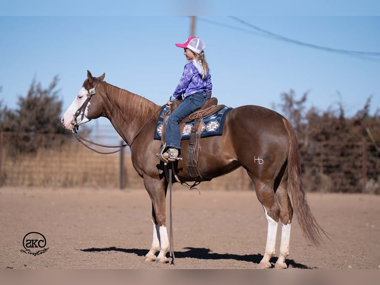 American Quarter Horse Merrie 6 Jaar 152 cm Roodvos in Canyon