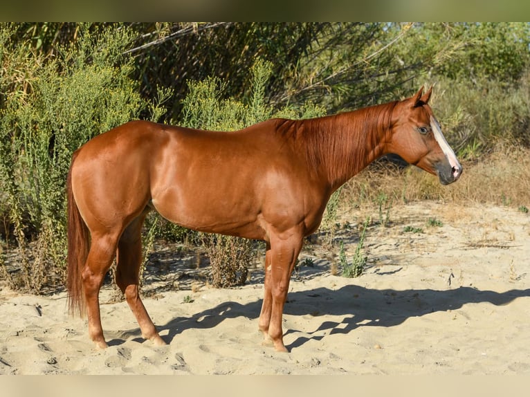 American Quarter Horse Merrie 6 Jaar 152 cm Roodvos in Norco