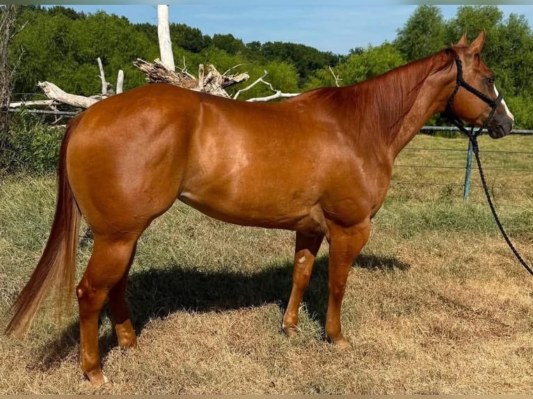 American Quarter Horse Merrie 6 Jaar 152 cm Roodvos in Norco