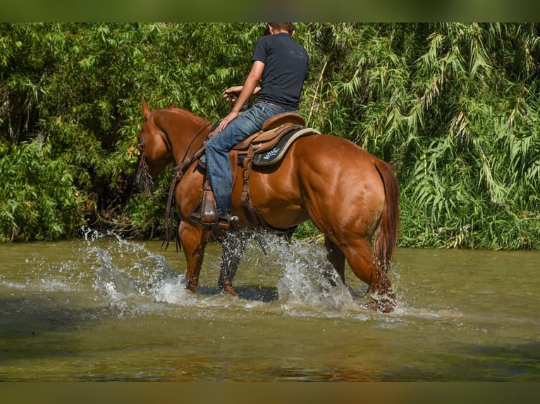 American Quarter Horse Merrie 6 Jaar 152 cm Roodvos in Norco