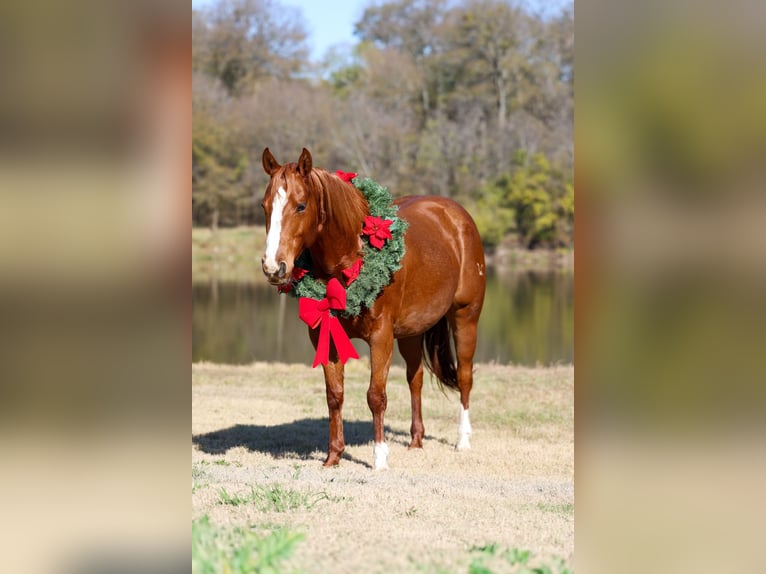 American Quarter Horse Merrie 6 Jaar 152 cm Roodvos in Forney