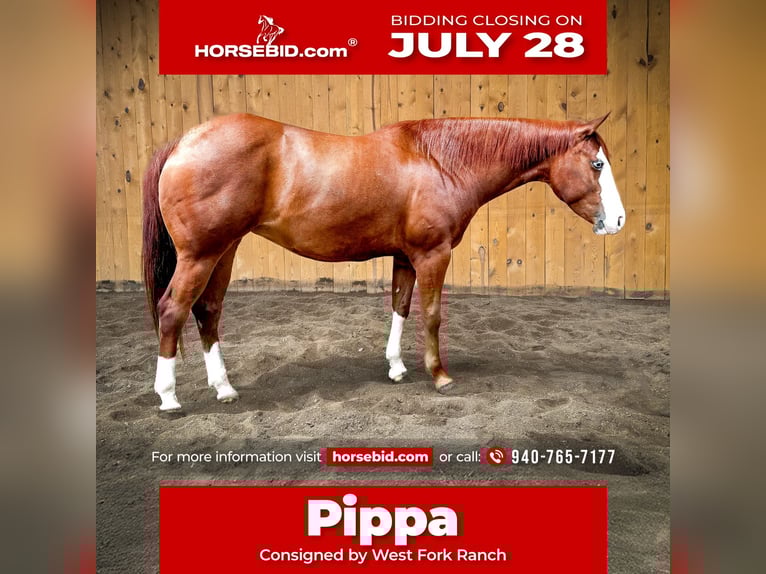 American Quarter Horse Merrie 6 Jaar 152 cm Roodvos in Sheffield
