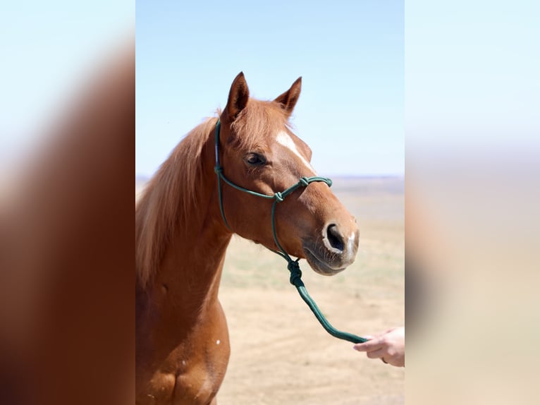American Quarter Horse Merrie 6 Jaar 152 cm Roodvos in Fort Collins, CO