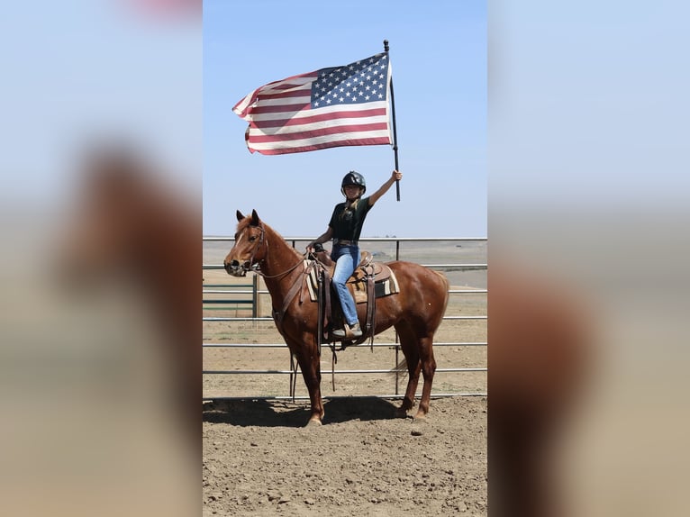 American Quarter Horse Merrie 6 Jaar 152 cm Roodvos in Fort Collins, CO