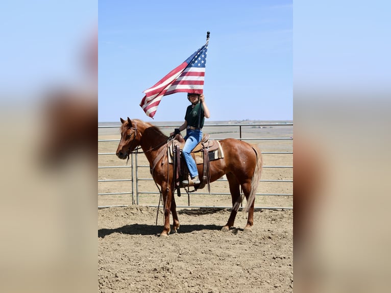 American Quarter Horse Merrie 6 Jaar 152 cm Roodvos in Fort Collins, CO