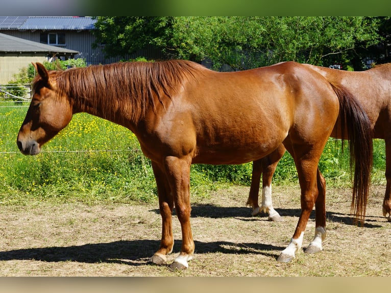American Quarter Horse Merrie 6 Jaar 152 cm Vos in Durbach