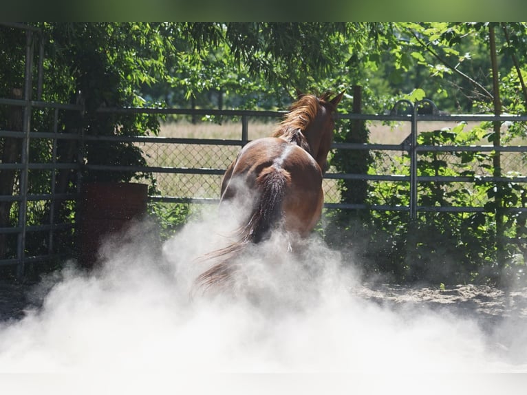 American Quarter Horse Merrie 6 Jaar 152 cm Vos in Durbach