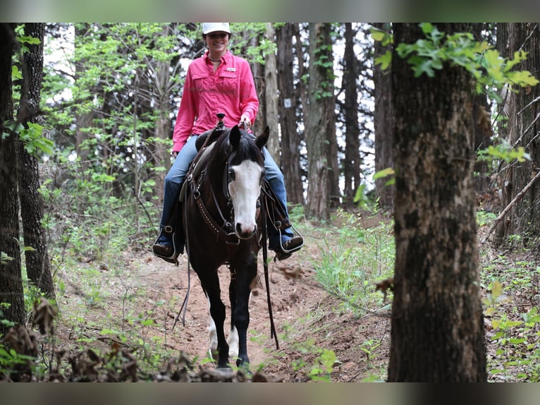 American Quarter Horse Merrie 6 Jaar 152 cm Zwart in Ripley