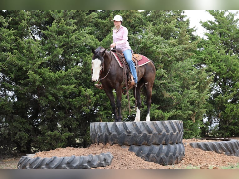 American Quarter Horse Merrie 6 Jaar 152 cm Zwart in Ripley
