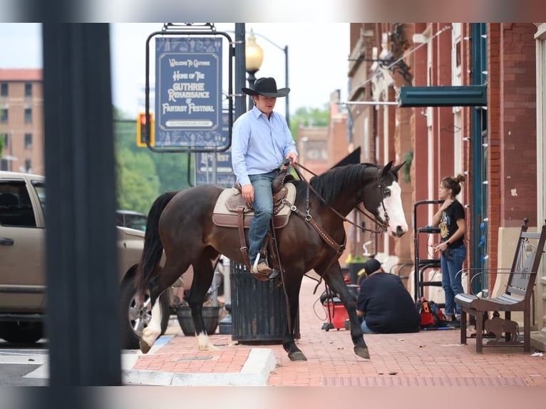 American Quarter Horse Merrie 6 Jaar 152 cm Zwart in Ripley