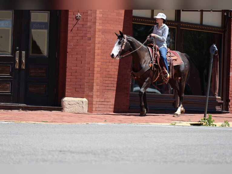 American Quarter Horse Merrie 6 Jaar 152 cm Zwart in Ripley