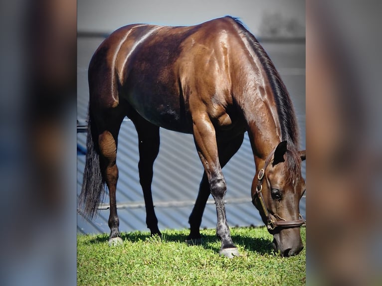American Quarter Horse Merrie 6 Jaar 153 cm Donkerbruin in München