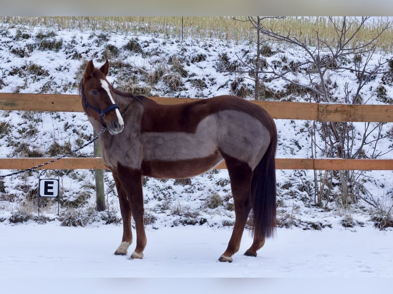 American Quarter Horse Merrie 6 Jaar 153 cm Donkere-vos in Reichelsheim