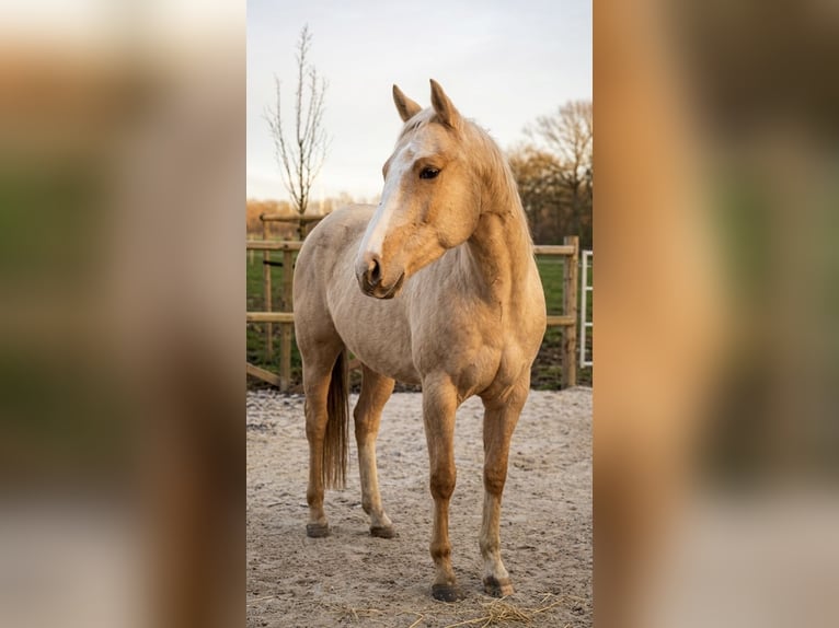 American Quarter Horse Merrie 6 Jaar 153 cm Palomino in Eynatten
