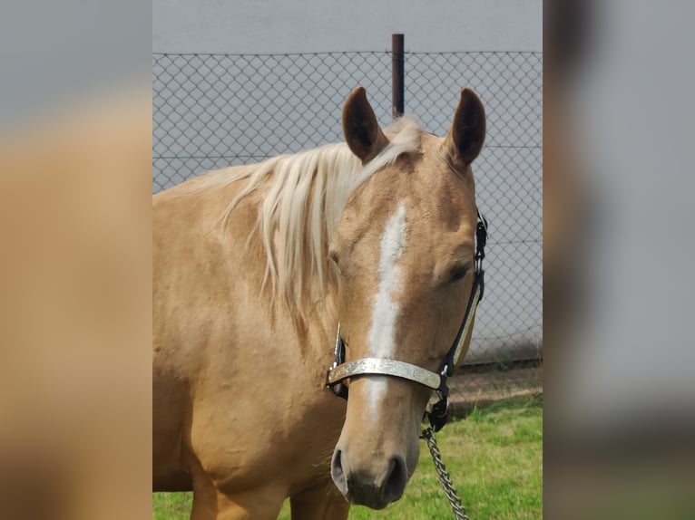 American Quarter Horse Merrie 6 Jaar 153 cm Palomino in Aschersleben