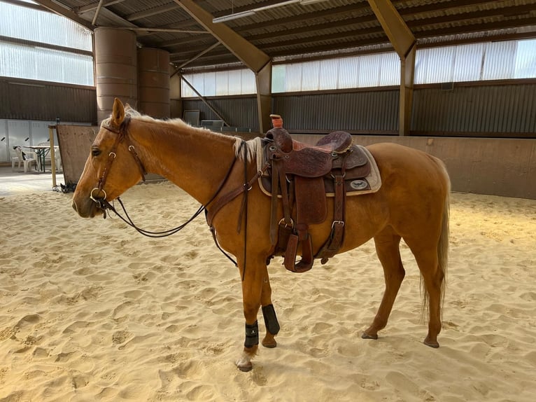 American Quarter Horse Merrie 6 Jaar 153 cm Palomino in Aschersleben