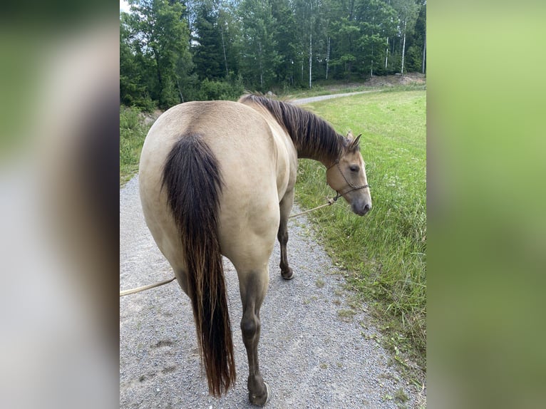 American Quarter Horse Merrie 6 Jaar 154 cm Champagne in Hallabro