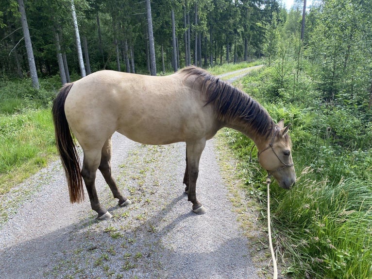 American Quarter Horse Merrie 6 Jaar 154 cm Champagne in Hallabro