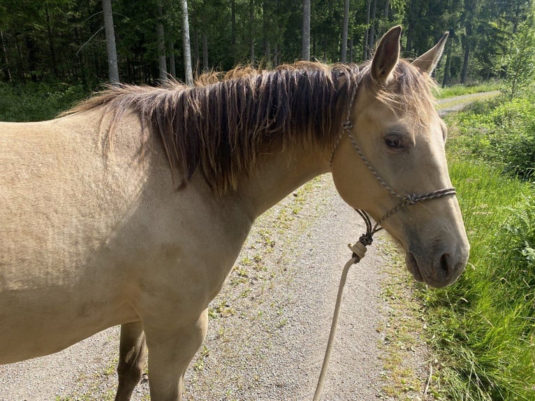 American Quarter Horse Merrie 6 Jaar 154 cm Champagne in Hallabro