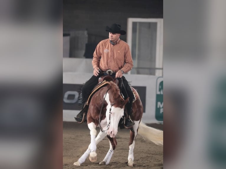 American Quarter Horse Merrie 6 Jaar 155 cm  in Caserta