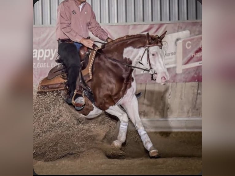American Quarter Horse Merrie 6 Jaar 155 cm  in Caserta
