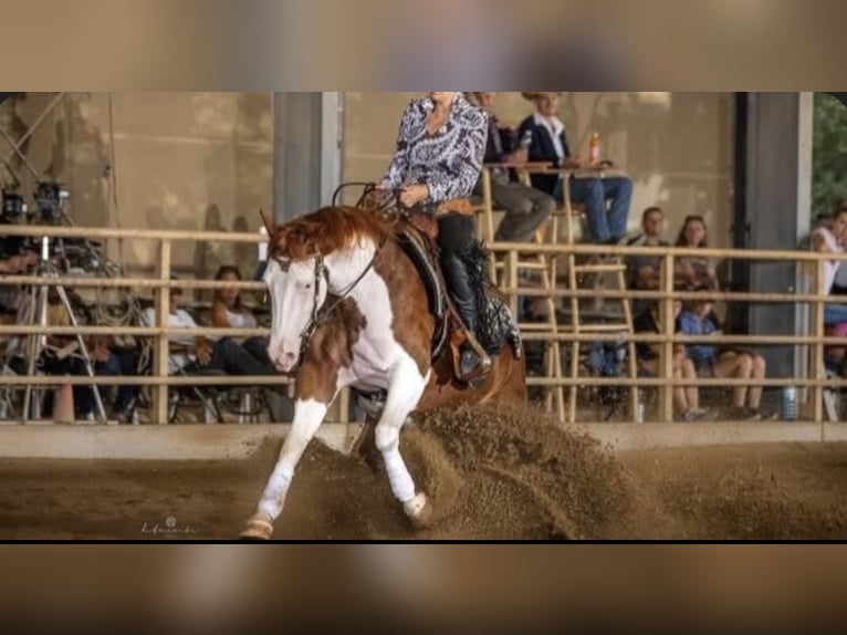 American Quarter Horse Merrie 6 Jaar 155 cm  in Caserta