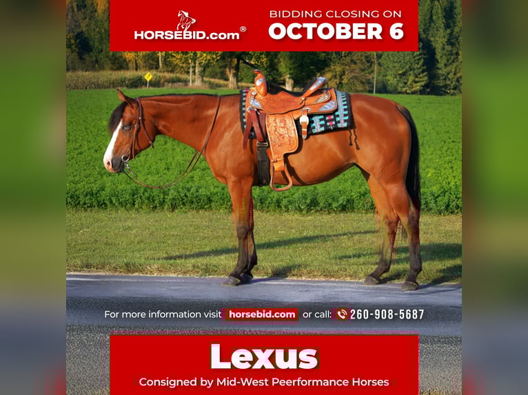 American Quarter Horse Merrie 6 Jaar 155 cm Roodbruin in Saint Joe