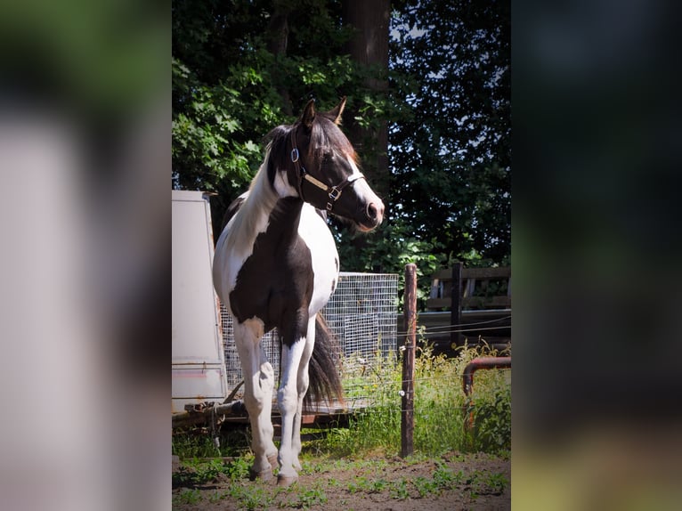 American Quarter Horse Merrie 6 Jaar 155 cm Tobiano-alle-kleuren in Ranst