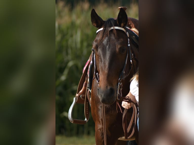 American Quarter Horse Merrie 6 Jaar 156 cm Bruin in Pfalzgrafenweiler