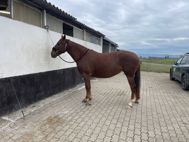 American Quarter Horse Mix Merrie 6 Jaar 157 cm Donkere-vos in Weil am Rhein