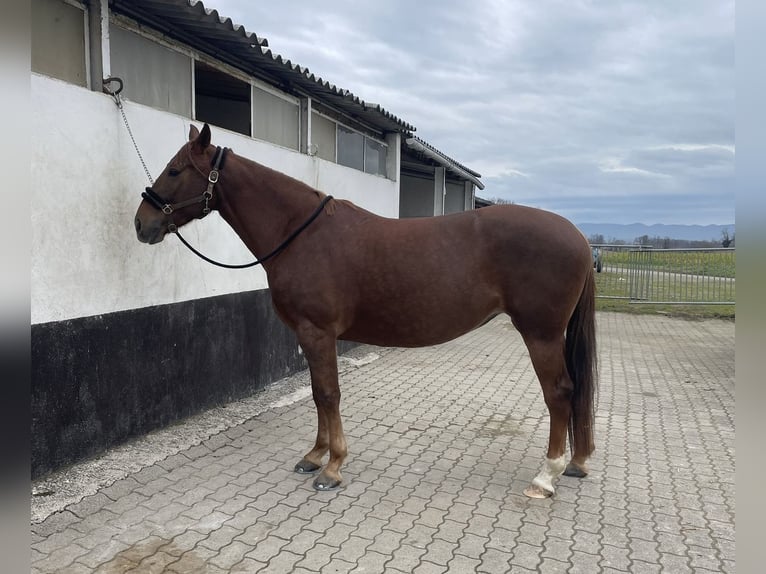 American Quarter Horse Mix Merrie 6 Jaar 157 cm Donkere-vos in Weil am Rhein