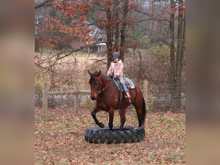 American Quarter Horse Merrie 6 Jaar 157 cm Roodbruin in Howell