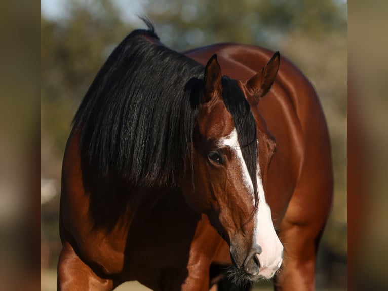 American Quarter Horse Merrie 6 Jaar 157 cm Roodbruin in Cleburne
