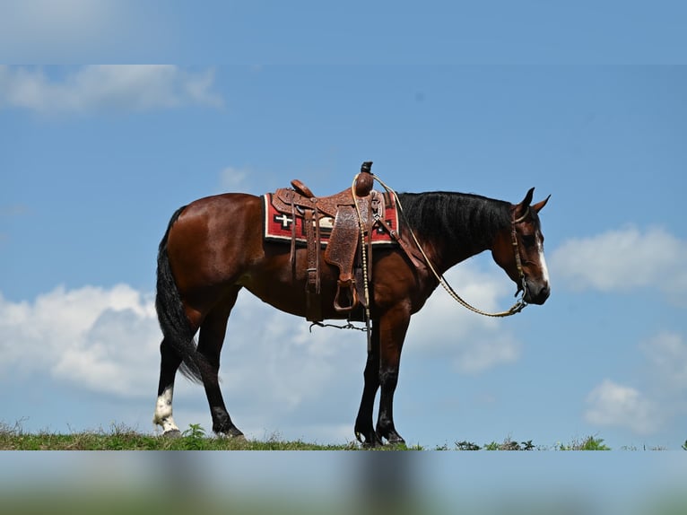 American Quarter Horse Merrie 6 Jaar 157 cm Roodbruin in Millersburg