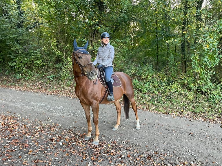 American Quarter Horse Mix Merrie 6 Jaar 158 cm Donkere-vos in Breisach am Rhein