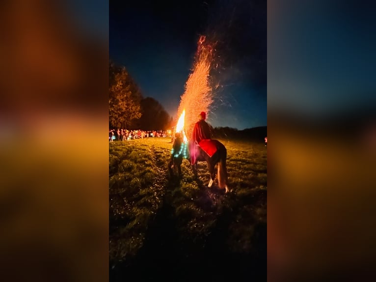 American Quarter Horse Merrie 6 Jaar 158 cm Vos in Hundsangen