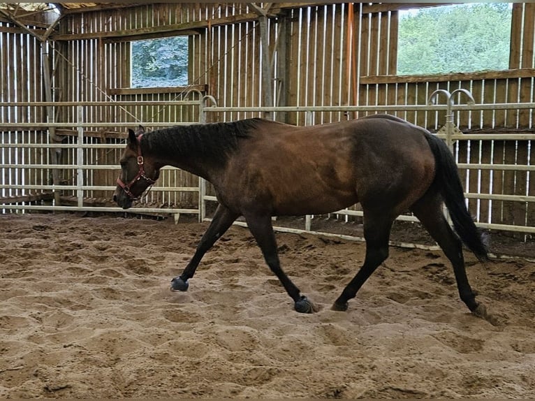 American Quarter Horse Merrie 6 Jaar 158 cm Zwartbruin in herentals