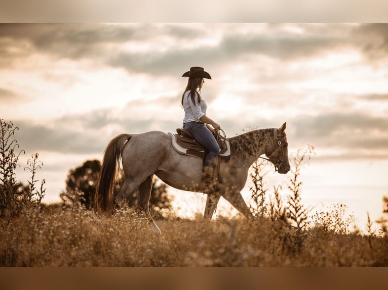 American Quarter Horse Merrie 6 Jaar 160 cm Roan-Red in Illingen