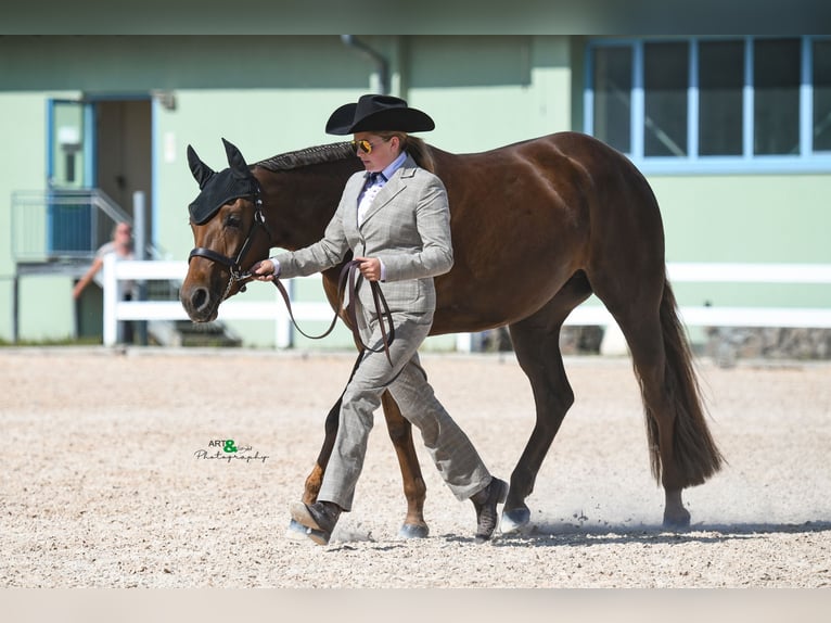 American Quarter Horse Merrie 6 Jaar 160 cm Vos in Neukirchen