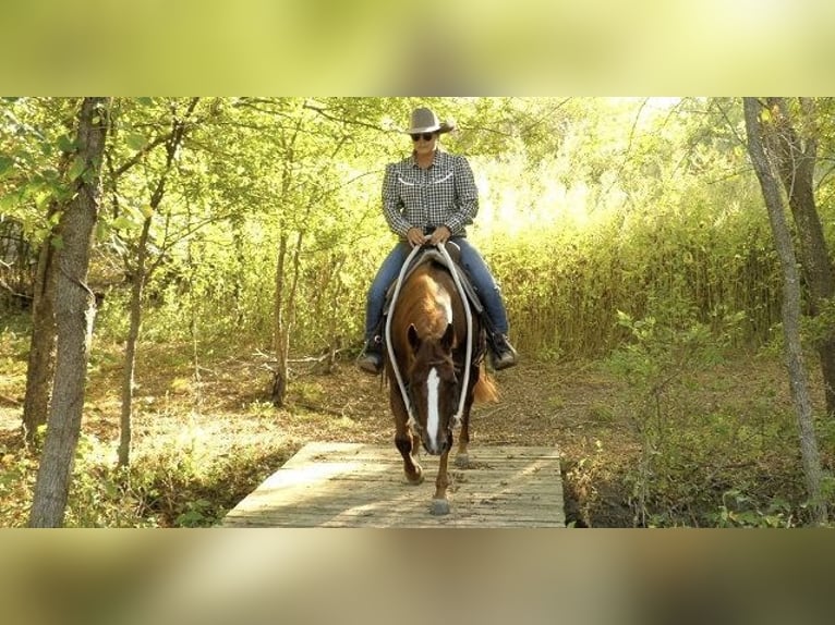 American Quarter Horse Merrie 6 Jaar 163 cm Donkere-vos in Huntington