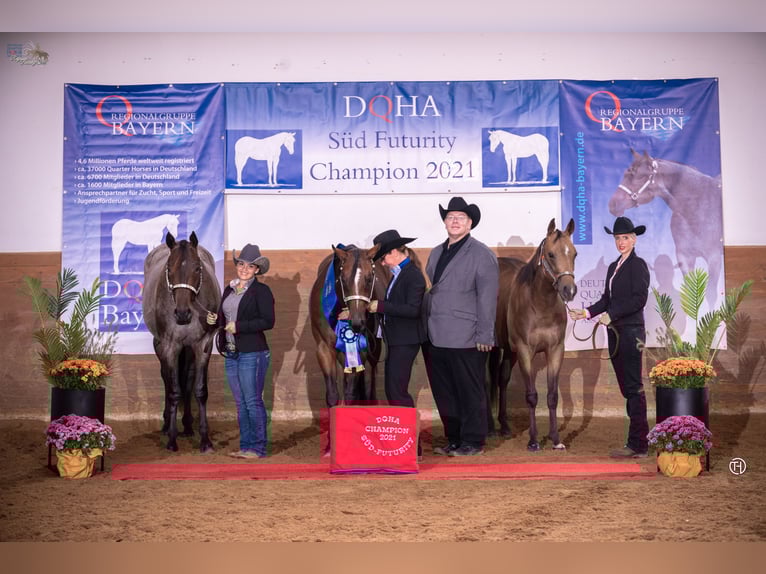 American Quarter Horse Merrie 6 Jaar 163 cm Roan-Bay in Neudrossenfeld