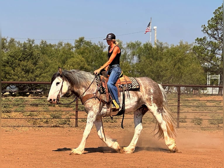 American Quarter Horse Merrie 6 Jaar 163 cm Roan-Blue in Byers, TX