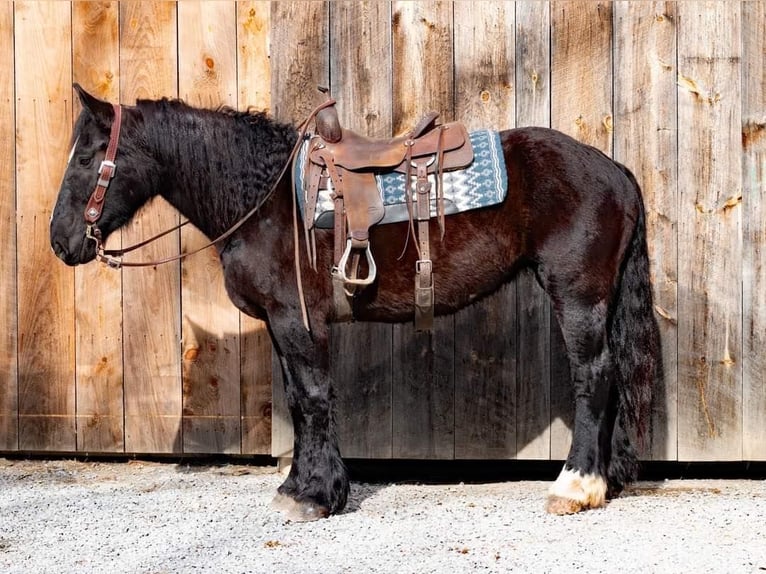 American Quarter Horse Merrie 6 Jaar 163 cm Zwart in Everette PA