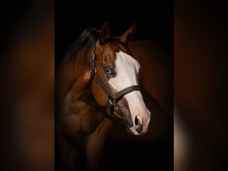 American Quarter Horse Merrie 6 Jaar 165 cm Vos in Salzburg