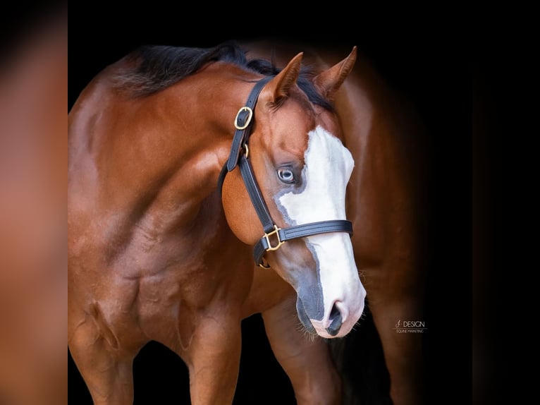 American Quarter Horse Merrie 6 Jaar 165 cm Vos in Salzburg