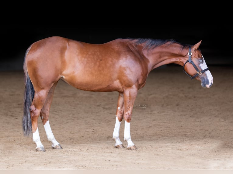 American Quarter Horse Merrie 6 Jaar 165 cm Vos in Salzburg
