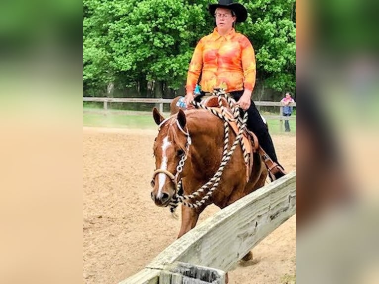 American Quarter Horse Merrie 6 Jaar 168 cm Donkere-vos in Walbridge