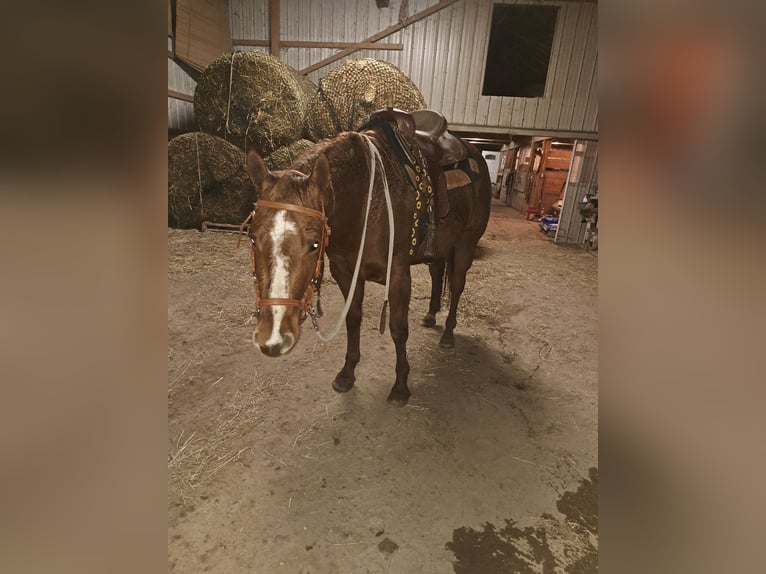 American Quarter Horse Merrie 6 Jaar 168 cm Donkere-vos in Walbridge