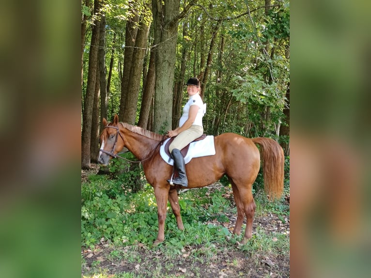 American Quarter Horse Merrie 6 Jaar 168 cm Donkere-vos in Walbridge